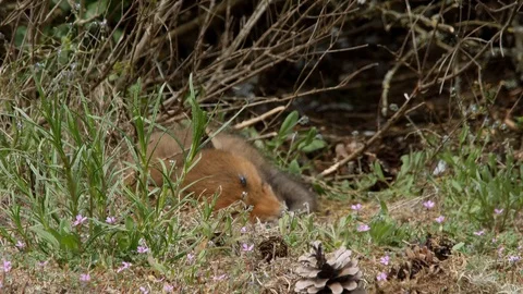 Fly disturbs sleeping red fox cub, wildlife - vulpes vulpes - UHD/4K stock video Stock Footage 113142460