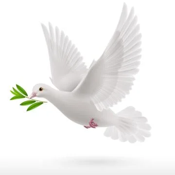 Fly dove Stock Illustration