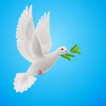 Fly dove Illustrazione stock