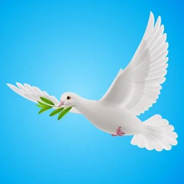 Fly dove Stock Illustration