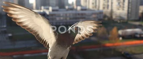 Fly doves Stock Photos