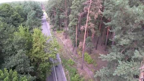 Fly down in forest on road between a pine trees Before war in Ukraine near Video stock 238865228