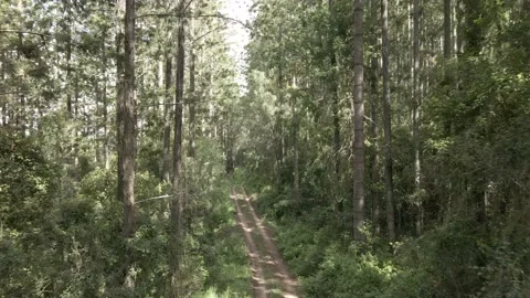 Fly down forestry trail above head height Vidéo 148605908