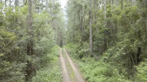 Fly down forestry trail Video stock 148187107