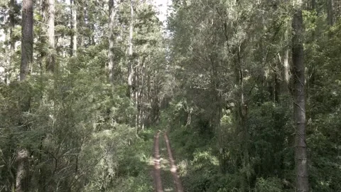 Fly down forestry trail – halfway up trees Video stock 148606101