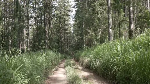 Fly down forestry trail at low height Vidéo 148606366