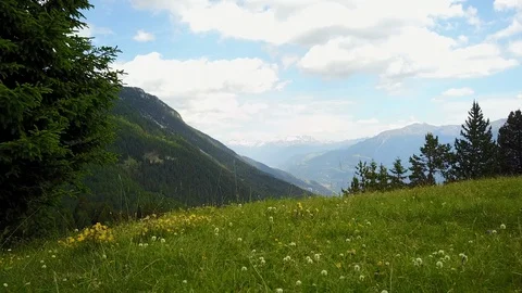 Fly down mountain from green grass field and tree, swiss alps untouched nature Stock Footage 128696232