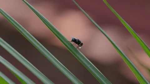A fly drinking the morning dew 10bit 4k 60fps Video stock 269520514