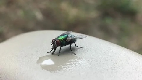 Fly Drinking Water 库存影片 205346051