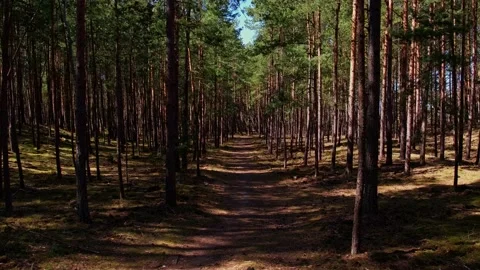 Fly drone along the road path. Moving through an old dense forest with tall Stock Footage 240020461