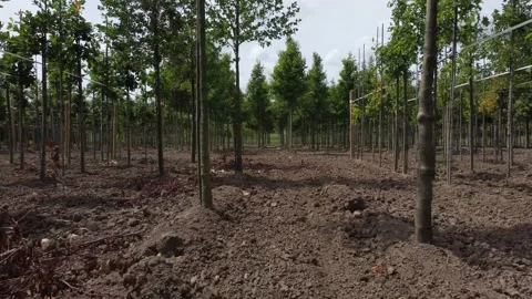 Fly with drone between trees on field Stock Footage 195486031