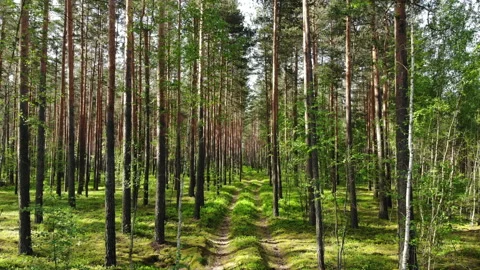 Fly a drone in the forest, along the road, right in front Stock Footage 132718654