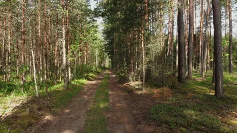 Fly a drone in the forest, along the road, right in front Stock Footage 132719237