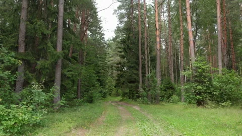 Fly a drone in the forest, along the road Stock Footage 135525667