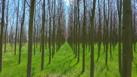 Fly a drone in the forest of Paulownia tree and fresh spring grass Stock Footage 176529590
