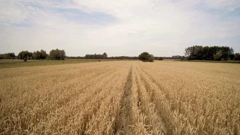 Fly a drone over a field of wheat Video stock 114418393