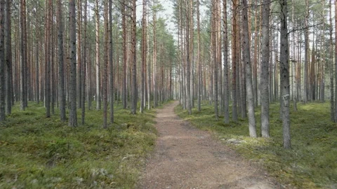 Fly a drone in the pine forest Stock-Footage 153105312