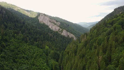 Fly in drone shot above the coniferous forest, in the rocky mountains  Stock Footage 307431245