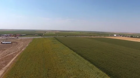 Fly drone sunflowers Stock Footage 79312474
