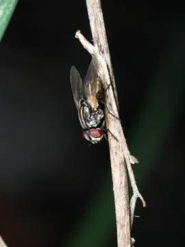 A fly on dry branch head down take photo by two flash in garden Foto stock