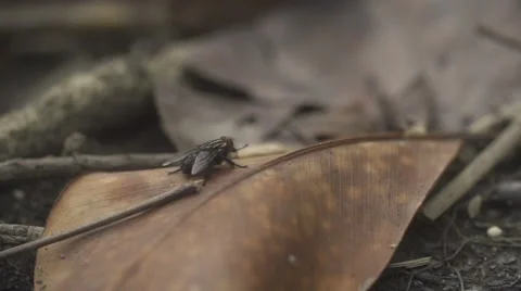 Fly on dry leaf 스톡 동영상 52102521
