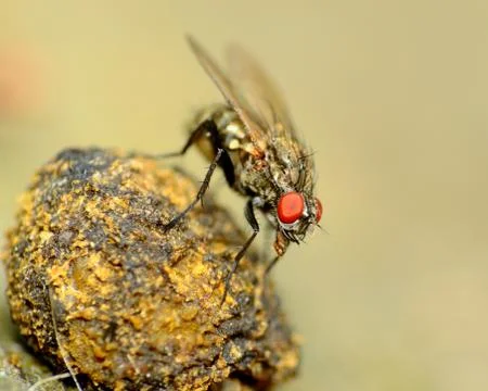 Fly on a dung ball Stock Photos