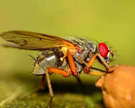 Fly on a dung ball Stock Photos