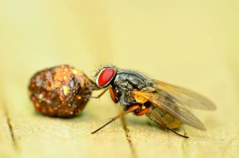 Fly on a dung ball Stock Photos