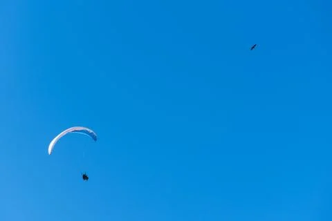 Fly like an eagle Foto stock