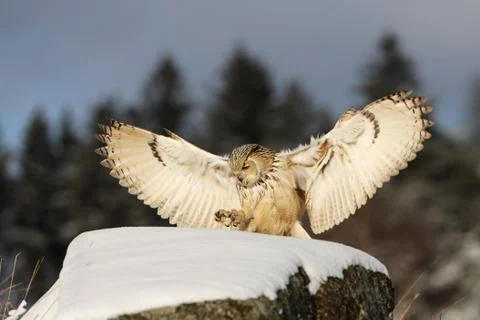 Fly Eastern Siberian Eagle Owl, Bubo bubo sibiricus, landing on hillock with  Stock Photos
