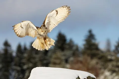 Fly Eastern Siberian Eagle Owl, Bubo bubo sibiricus, landing on rock hillock  Stock Photos
