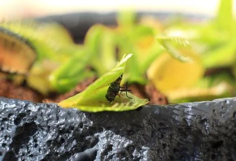 Fly Eaten by Venus Flytrap Foto stock