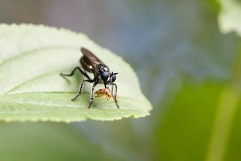 Fly eating a bug Stock Photos