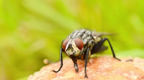 Fly eating Stock Footage 41665892
