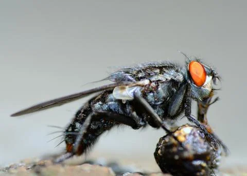 Fly eating. Stock Photos
