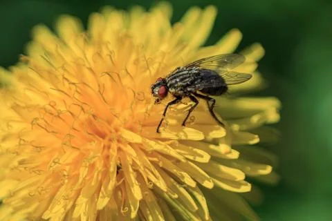 Fly eating pullen in dandelion Stock Photos