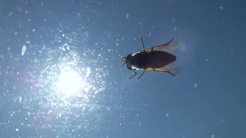 Fly eating tiny pieces food of the window glass - Macro shot Video stock 284940203