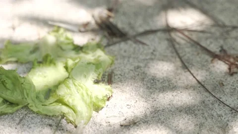 Fly eating vegetable from leftover food Stock Footage 150603835