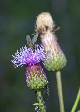 A fly eats nectar on a burdock flower in summer Stock Photos