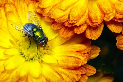 Fly eats pollen from yellow flower Stock Photos