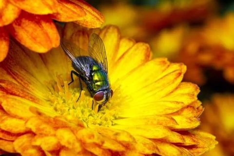 Fly eats pollen from yellow flower Stock Photos