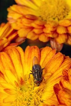Fly eats pollen from yellow flower Stock Photos