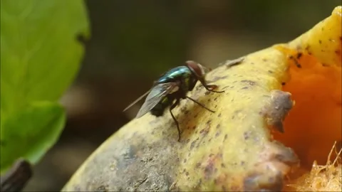 The fly eats rotten mangoes. black fly footage. fly hd videos. Stock Footage 167891088