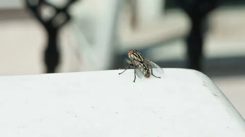 Fly on the Edge Stock Footage 27095454