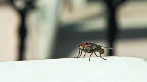Fly on the Edge Stock Footage 27095904