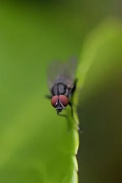 Fly on the edge of the leaf Stock Photos