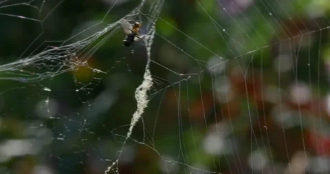 A fly entangled in a web among the trees in the forest. Stock Footage 264139646