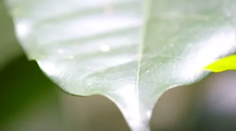 Fly is fast flying away Stock Footage 49623283