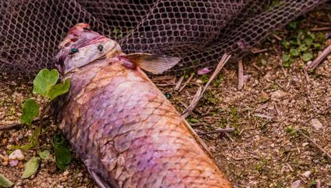 Fly feasting on the carcass of dead fish Stock Photos