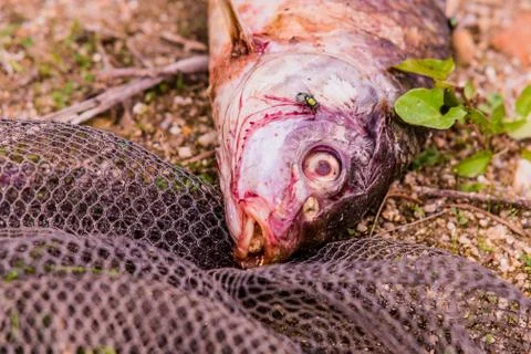 Fly feasting on the carcass of dead fish Stock Photos